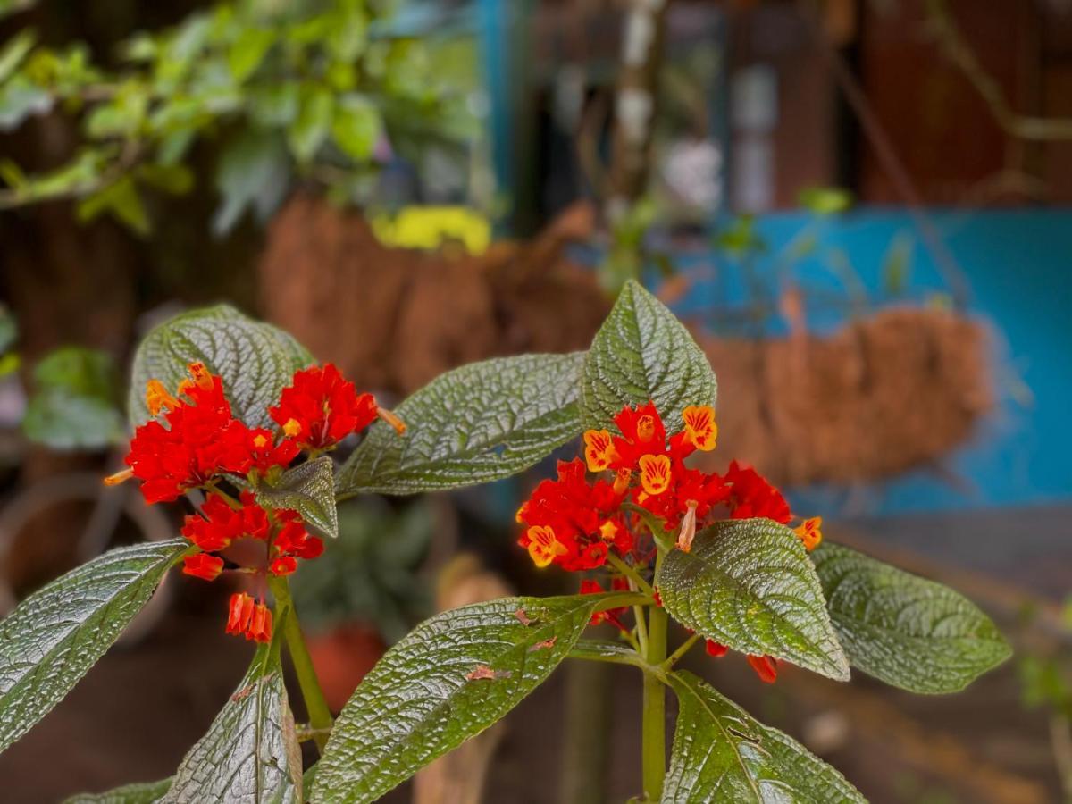 Los Amigos Jungle Hotel Tortuguero Luaran gambar