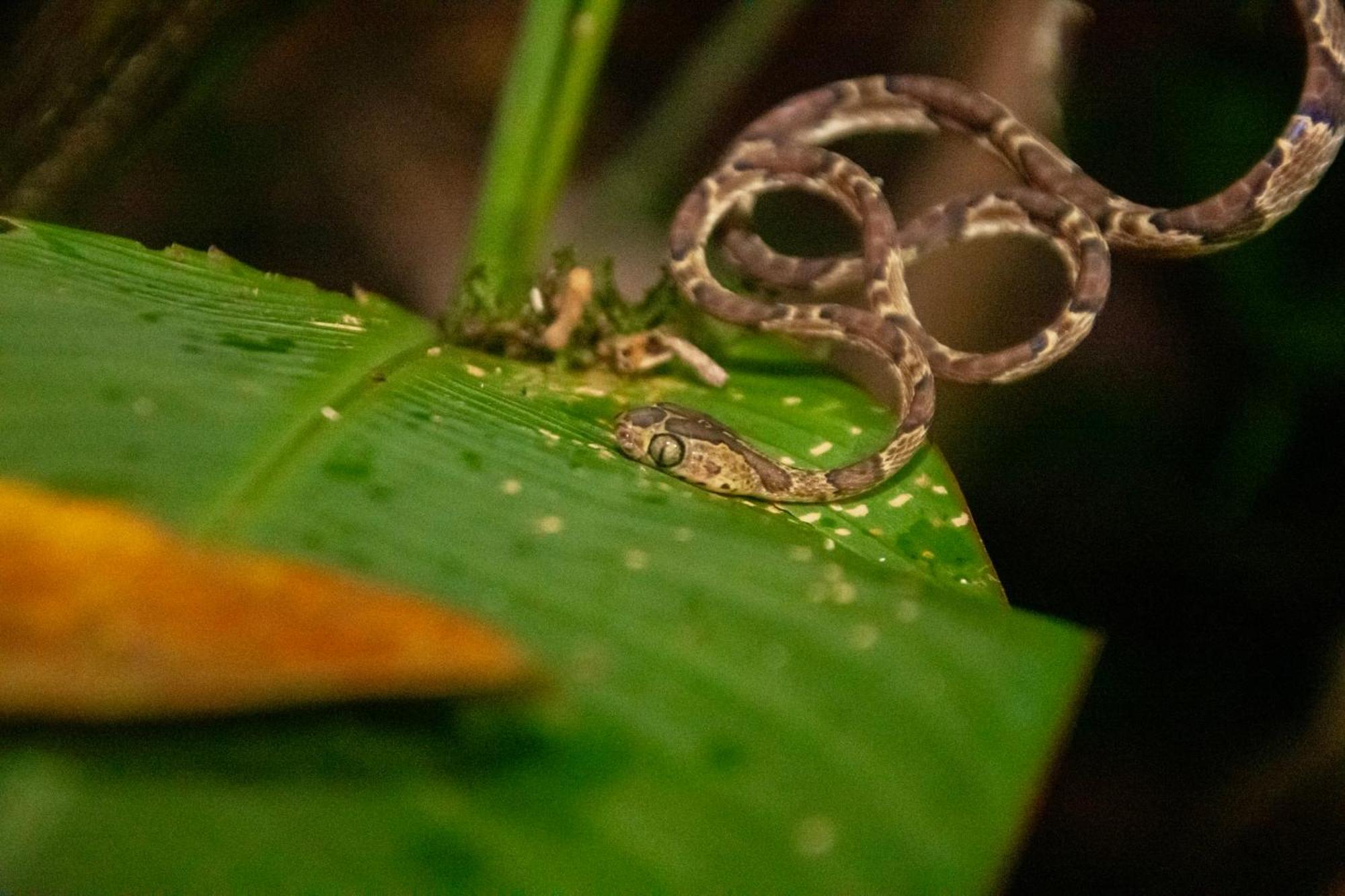 Los Amigos Jungle Hotel Tortuguero Luaran gambar